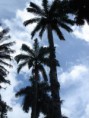 /album/fotogaleria/plaza-frente-a-catedral-de-florianapolis-6-jpg/